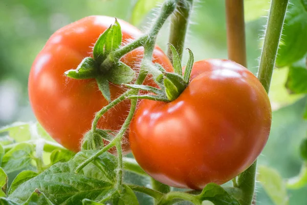 Tomates maduros Crescendo Closeup — Fotografia de Stock