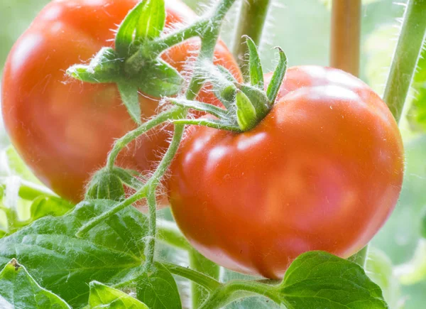 Tomates maduros Crescendo Closeup — Fotografia de Stock