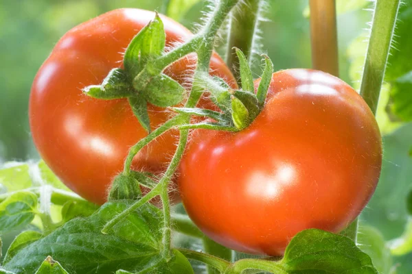 Tomates maduros Crescendo Closeup — Fotografia de Stock