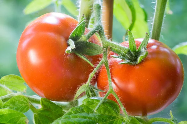 Tomates maduros Crescendo Closeup — Fotografia de Stock