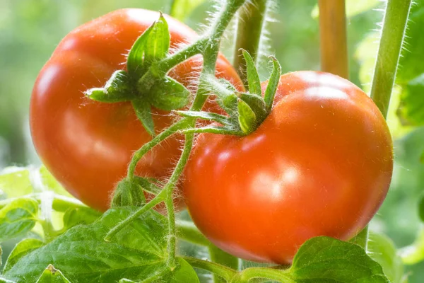 Dojrzałe pomidory rosnące zbliżenie — Zdjęcie stockowe