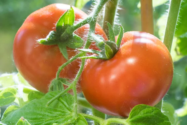 Tomates maduros Crescendo Closeup — Fotografia de Stock