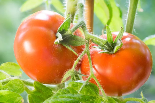 Tomates maduros Crescendo Closeup — Fotografia de Stock