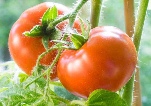 Rijpe tomaten groeien Closeup — Stockfoto