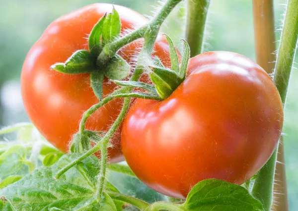 Tomates maduros Crescendo Closeup — Fotografia de Stock