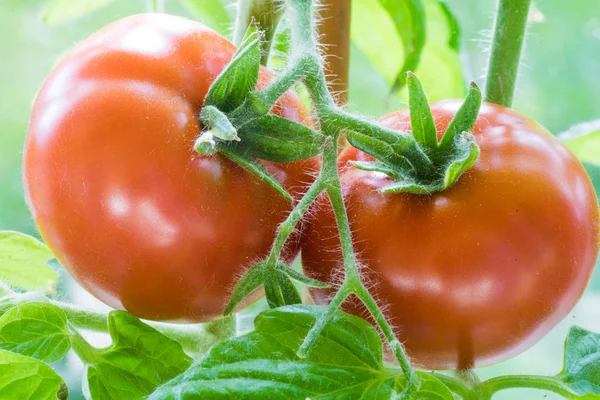 Rijpe tomaten groeien Closeup — Stockfoto