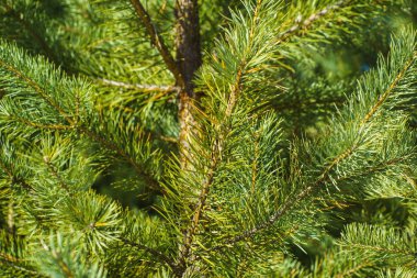 Çam Parlak Yeşil Dikenli Dalları, Bir Yeşil Çam Ağacı Close Up, Doğal Kürk ağacının Dalları Arka Plan, Noel ağacı Arka Plan Closeup, Detaylı Noel Ağacı Dalları
