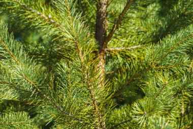 Çam Parlak Yeşil Dikenli Dalları, Bir Yeşil Çam Ağacı Close Up, Doğal Kürk ağacının Dalları Arka Plan, Noel ağacı Arka Plan Closeup, Detaylı Noel Ağacı Dalları