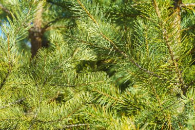 Çam Parlak Yeşil Dikenli Dalları, Bir Yeşil Çam Ağacı Close Up, Doğal Kürk ağacının Dalları Arka Plan, Noel ağacı Arka Plan Closeup, Detaylı Noel Ağacı Dalları