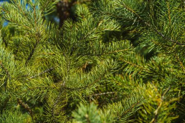 Çam Parlak Yeşil Dikenli Dalları, Bir Yeşil Çam Ağacı Close Up, Doğal Kürk ağacının Dalları Arka Plan, Noel ağacı Arka Plan Closeup, Detaylı Noel Ağacı Dalları