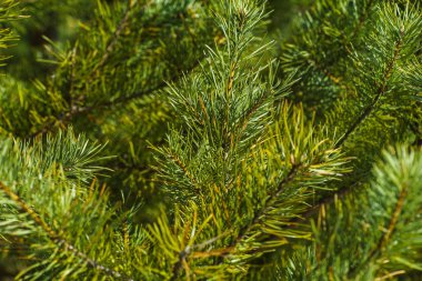 Çam Parlak Yeşil Dikenli Dalları, Bir Yeşil Çam Ağacı Close Up, Doğal Kürk ağacının Dalları Arka Plan, Noel ağacı Arka Plan Closeup, Detaylı Noel Ağacı Dalları