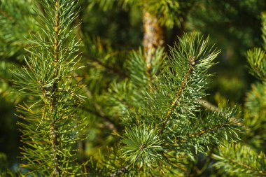 Çam Parlak Yeşil Dikenli Dalları, Bir Yeşil Çam Ağacı Close Up, Doğal Kürk ağacının Dalları Arka Plan, Noel ağacı Arka Plan Closeup, Detaylı Noel Ağacı Dalları