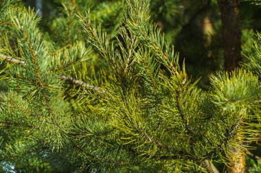 Çam Parlak Yeşil Dikenli Dalları, Bir Yeşil Çam Ağacı Close Up, Doğal Kürk ağacının Dalları Arka Plan, Noel ağacı Arka Plan Closeup, Detaylı Noel Ağacı Dalları