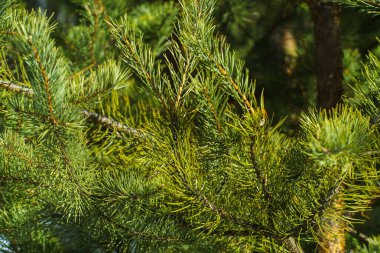 Çam Parlak Yeşil Dikenli Dalları, Bir Yeşil Çam Ağacı Close Up, Doğal Kürk ağacının Dalları Arka Plan, Noel ağacı Arka Plan Closeup, Detaylı Noel Ağacı Dalları