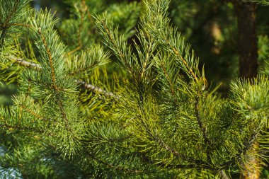 Çam Parlak Yeşil Dikenli Dalları, Bir Yeşil Çam Ağacı Close Up, Doğal Kürk ağacının Dalları Arka Plan, Noel ağacı Arka Plan Closeup, Detaylı Noel Ağacı Dalları