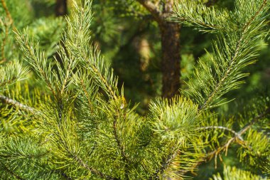 Çam Parlak Yeşil Dikenli Dalları, Bir Yeşil Çam Ağacı Close Up, Doğal Kürk ağacının Dalları Arka Plan, Noel ağacı Arka Plan Closeup, Detaylı Noel Ağacı Dalları