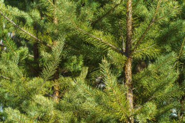 Çam Parlak Yeşil Dikenli Dalları, Bir Yeşil Çam Ağacı Close Up, Doğal Kürk ağacının Dalları Arka Plan, Noel ağacı Arka Plan Closeup, Detaylı Noel Ağacı Dalları