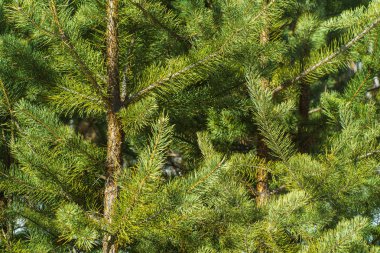 Çam Parlak Yeşil Dikenli Dalları, Bir Yeşil Çam Ağacı Close Up, Doğal Kürk ağacının Dalları Arka Plan, Noel ağacı Arka Plan Closeup, Detaylı Noel Ağacı Dalları