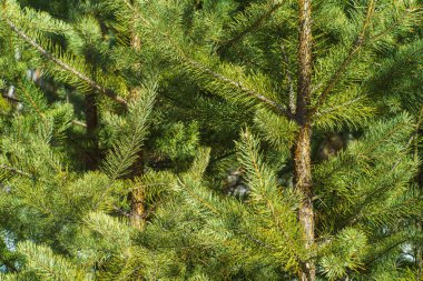 Çam Parlak Yeşil Dikenli Dalları, Bir Yeşil Çam Ağacı Close Up, Doğal Kürk ağacının Dalları Arka Plan, Noel ağacı Arka Plan Closeup, Detaylı Noel Ağacı Dalları