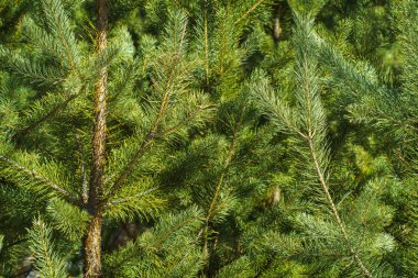 Çam Parlak Yeşil Dikenli Dalları, Bir Yeşil Çam Ağacı Close Up, Doğal Kürk ağacının Dalları Arka Plan, Noel ağacı Arka Plan Closeup, Detaylı Noel Ağacı Dalları