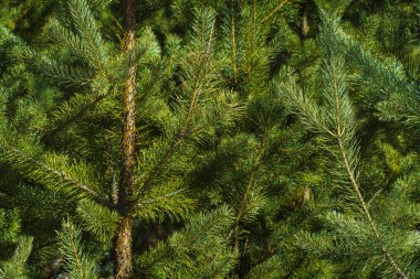 Çam Parlak Yeşil Dikenli Dalları, Bir Yeşil Çam Ağacı Close Up, Doğal Kürk ağacının Dalları Arka Plan, Noel ağacı Arka Plan Closeup, Detaylı Noel Ağacı Dalları