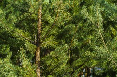 Çam Parlak Yeşil Dikenli Dalları, Bir Yeşil Çam Ağacı Close Up, Doğal Kürk ağacının Dalları Arka Plan, Noel ağacı Arka Plan Closeup, Detaylı Noel Ağacı Dalları
