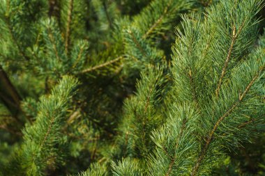Çam Parlak Yeşil Dikenli Dalları, Bir Yeşil Çam Ağacı Close Up, Doğal Kürk ağacının Dalları Arka Plan, Noel ağacı Arka Plan Closeup, Detaylı Noel Ağacı Dalları