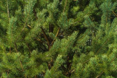 Çam Parlak Yeşil Dikenli Dalları, Bir Yeşil Çam Ağacı Close Up, Doğal Kürk ağacının Dalları Arka Plan, Noel ağacı Arka Plan Closeup, Detaylı Noel Ağacı Dalları