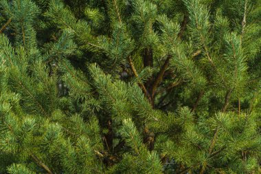 Çam Parlak Yeşil Dikenli Dalları, Bir Yeşil Çam Ağacı Close Up, Doğal Kürk ağacının Dalları Arka Plan, Noel ağacı Arka Plan Closeup, Detaylı Noel Ağacı Dalları