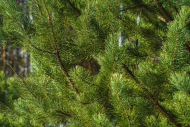 Çam Parlak Yeşil Dikenli Dalları, Bir Yeşil Çam Ağacı Close Up, Doğal Kürk ağacının Dalları Arka Plan, Noel ağacı Arka Plan Closeup, Detaylı Noel Ağacı Dalları
