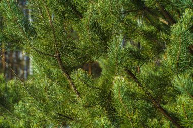 Çam Parlak Yeşil Dikenli Dalları, Bir Yeşil Çam Ağacı Close Up, Doğal Kürk ağacının Dalları Arka Plan, Noel ağacı Arka Plan Closeup, Detaylı Noel Ağacı Dalları