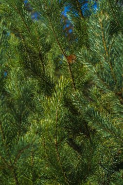 Çam Parlak Yeşil Dikenli Dalları, Bir Yeşil Çam Ağacı Close Up, Doğal Kürk ağacının Dalları Arka Plan, Noel ağacı Arka Plan Closeup, Detaylı Noel Ağacı Dalları