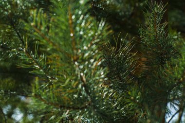 Çam Parlak Yeşil Dikenli Dalları, Bir Yeşil Çam Ağacı Close Up, Doğal Kürk ağacının Dalları Arka Plan, Noel ağacı Arka Plan Closeup, Detaylı Noel Ağacı Dalları