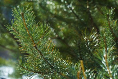 Çam Parlak Yeşil Dikenli Dalları, Bir Yeşil Çam Ağacı Close Up, Doğal Kürk ağacının Dalları Arka Plan, Noel ağacı Arka Plan Closeup, Detaylı Noel Ağacı Dalları
