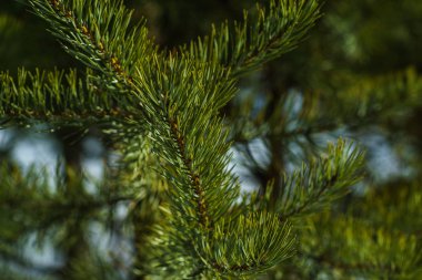 Çam Parlak Yeşil Dikenli Dalları, Bir Yeşil Çam Ağacı Close Up, Doğal Kürk ağacının Dalları Arka Plan, Noel ağacı Arka Plan Closeup, Detaylı Noel Ağacı Dalları