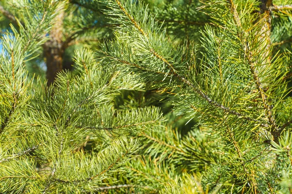Çam Parlak Yeşil Dikenli Dalları, Bir Yeşil Çam Ağacı Close Up, Doğal Kürk ağacının Dalları Arka Plan, Noel ağacı Arka Plan Closeup, Detaylı Noel Ağacı Dalları