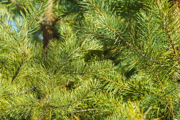Çam Parlak Yeşil Dikenli Dalları, Bir Yeşil Çam Ağacı Close Up, Doğal Kürk ağacının Dalları Arka Plan, Noel ağacı Arka Plan Closeup, Detaylı Noel Ağacı Dalları