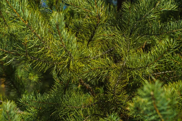 Brightly Green Ramos Espinhosos Pinheiro Close Green Pine Tree Fundo — Fotografia de Stock