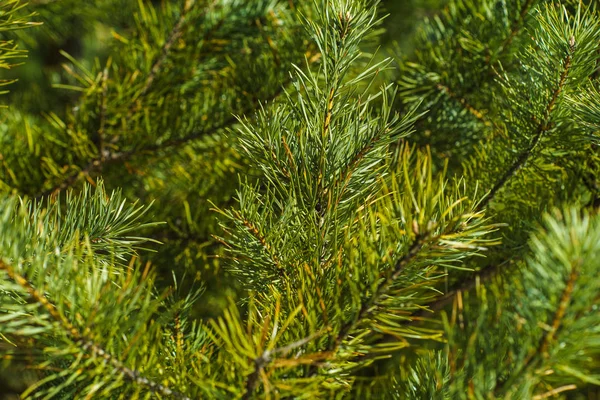 Çam Parlak Yeşil Dikenli Dalları, Bir Yeşil Çam Ağacı Close Up, Doğal Kürk ağacının Dalları Arka Plan, Noel ağacı Arka Plan Closeup, Detaylı Noel Ağacı Dalları