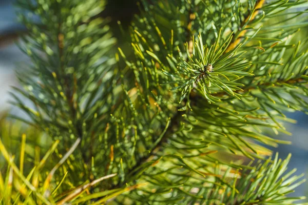 Brightly Green Ramos Espinhosos Pinheiro Close Green Pine Tree Fundo — Fotografia de Stock