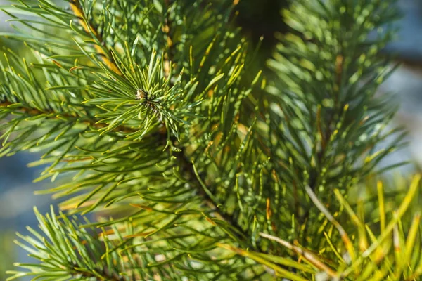 松树的鲜绿枝 绿松树的特写 天然毛皮树的树枝背景 圣诞树背景的特写 详细的圣诞树枝 — 图库照片