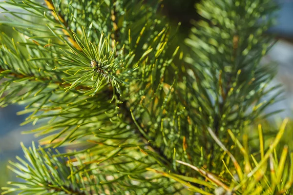 Rami Spinosi Pino Verde Brillante Primo Piano Albero Pino Verde — Foto Stock