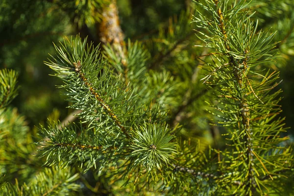 Jasně Zelené Prickly Větvičky Borovice Blízko Zeleného Borovicového Stromu Pozadí — Stock fotografie