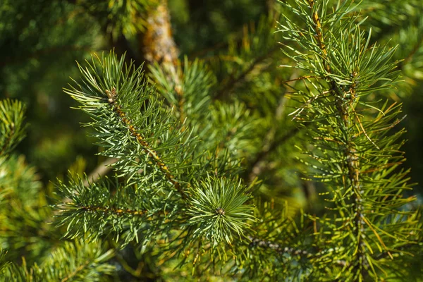 Élénk Zöld Tüskés Ágak Fenyő Közelről Egy Zöld Fenyőfa Háttér — Stock Fotó