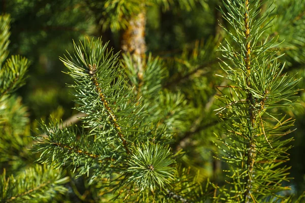 Brightly Green Prickly Branches Pine Close Green Pine Tree Background — Stock Photo, Image