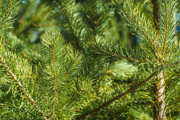 松の明るい緑の厄介な枝 緑の松の木のクローズアップ 天然毛皮の枝からの背景 クリスマスツリーの背景のクローズアップ 詳細なクリスマスツリーの枝 — ストック写真