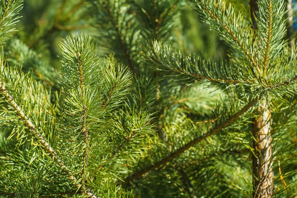 Jasně Zelené Prickly Větvičky Borovice Blízko Zeleného Borovicového Stromu Pozadí — Stock fotografie