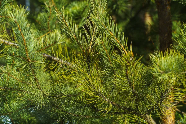 Çam Parlak Yeşil Dikenli Dalları, Bir Yeşil Çam Ağacı Close Up, Doğal Kürk ağacının Dalları Arka Plan, Noel ağacı Arka Plan Closeup, Detaylı Noel Ağacı Dalları