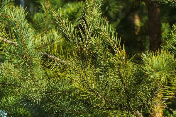 Rami Spinosi Pino Verde Brillante Primo Piano Albero Pino Verde — Foto Stock