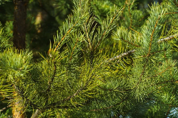 Brightly Green Ramos Espinhosos Pinheiro Close Green Pine Tree Fundo — Fotografia de Stock